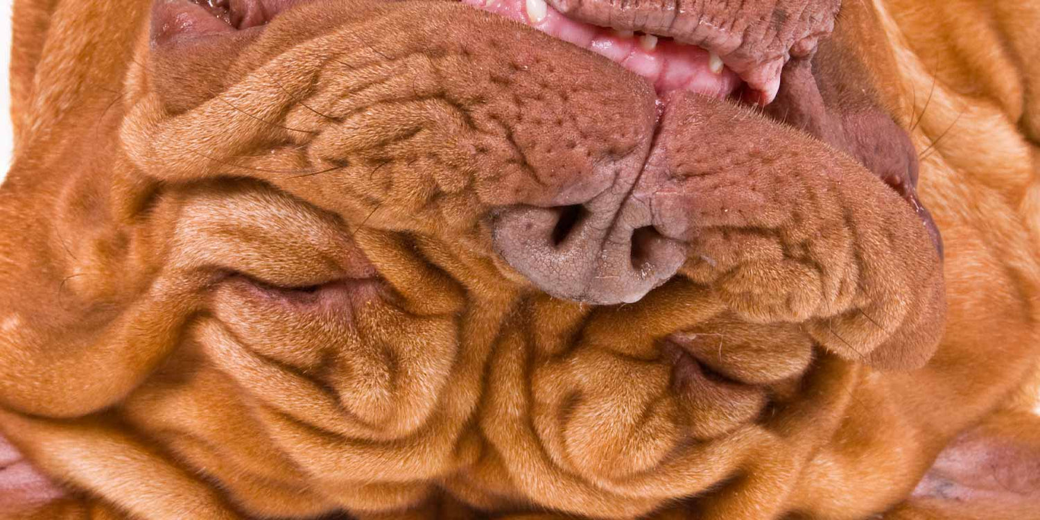 DOGUE DE BORDEAUX